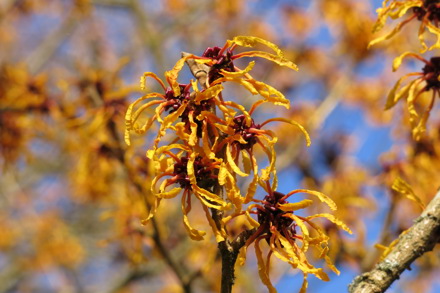 Hamamelis Orange Peel cc GG plant Heritage