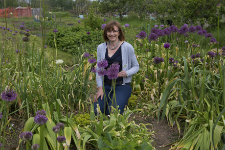 <p>Jackie Currie tending her <em>Allium</em> collection on her allotment</p>