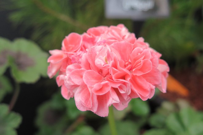Pelargonium 'Pink Raspail'