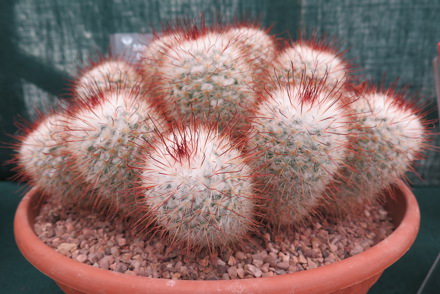 <p>National Plant Collection of Mammillaria held by Mr Davies: <em>Mammillaria bomycina</em></p>