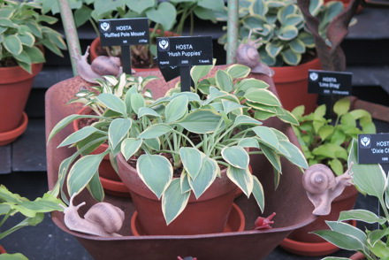 <p>National Plant Collection of <em>Hosta</em> (miniature and small) held by J Hogarth</p>