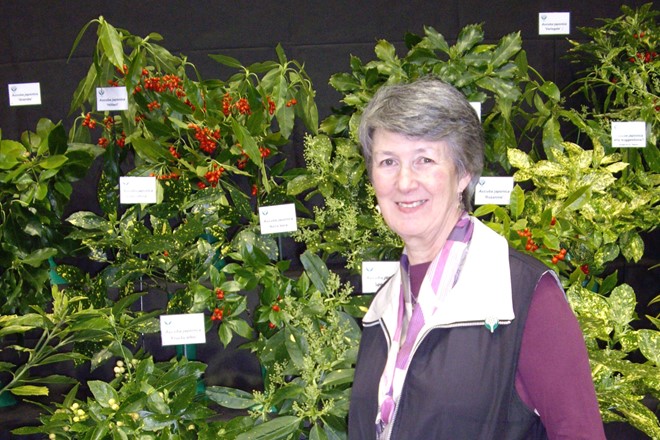 Linda Eggins and Aucuba display