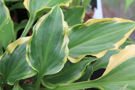 <p>Hosta (British introductions) National Plant Collection hold by Robert Barlow in Staffordshire</p>