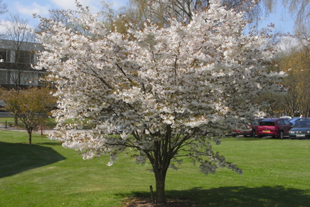 <p><em>Prunus </em>National Plant Collection held at Keele University:<em> Prunus</em> 'The Bride'</p>