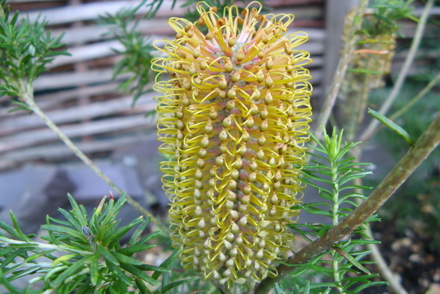 <p>The <em>Banksia</em> (South East Australian spp.) collection is held by R Blackhall-Miles in Gwynned:<em> Banksia ericifolia</em></p>
