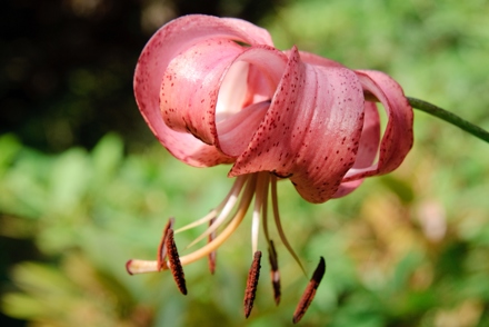 <p>Madeleine Tinson holds the National Plant Collection of <em>Lilium </em>(Mylnefield Lillies) in Perth & Kinross<em>: Lilium</em> 'Eileen North'</p>