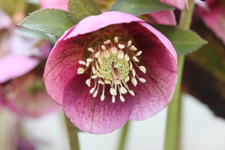 <p>The National Plant Collection of <em>Helleborus</em> spp. &amp; hybrids is held by Mike Byford in Staffordshire:<em> Helleborus orientalis </em>aubsp<em>. abchasicus</em> 'Georgia' </p>
