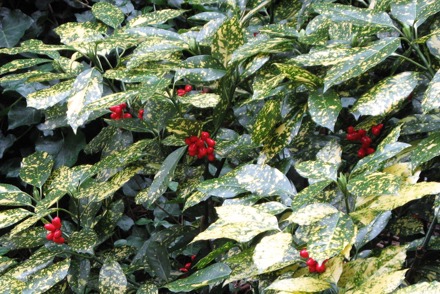 <p>A scientific, reference National Collection of A<em>ucuba</em> is held at Winterbourne House &amp; Garden:<em> Aucuba japonica</em> ‘Crotonifolia’</p>