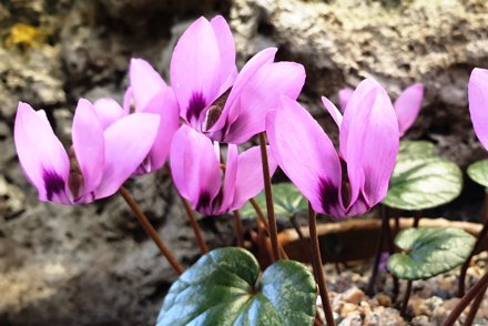 <p>Birmingham Botanical Gardens holds a National Plant Collection of <em>Cyclamen</em> spp.</p>