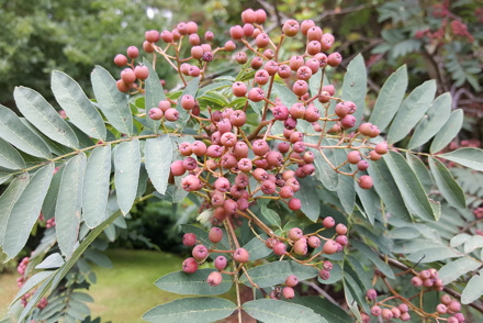 <p><em>Sorbus</em> National Plant Collection at Ness Botanic Gardens: Sorbus 'Pink Ness'</p>