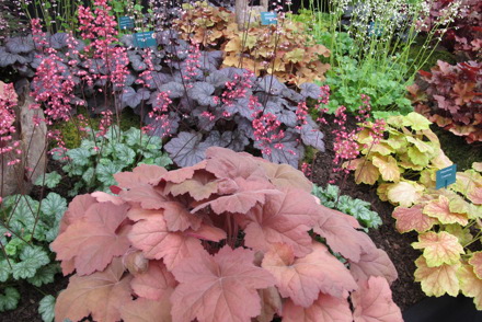 <p>Three National Plant Collections are held by Plantagogo, near Crewe: <em>Heuchera</em>, x <em>Heucherella</em> and <em>Tiarella</em></p>