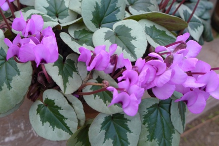 <p>A National Plant Collection of Cyclamen is held by Jo Hynes in Devon</p>