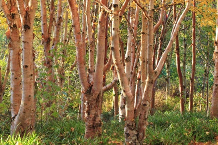 <p><em>Betula</em> and <em>Alnus</em> National Collections are at Stone Lane Gardens in Dartmoor, Devon:<em> Betula ermanii </em></p>