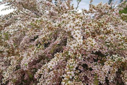 <p>Logan Botanic Gardens holds four National Collections - pictured is <em>Leptospermum polygalifolium</em> </p>