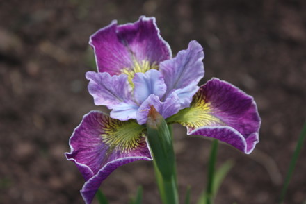 <p>Mr &amp; Mr Whitehead hold a National Plant Collection of Siberian <em>Iris</em> cvs.: British, Award winners and historically significant: <em>Iris</em> 'Emily Ada'</p>