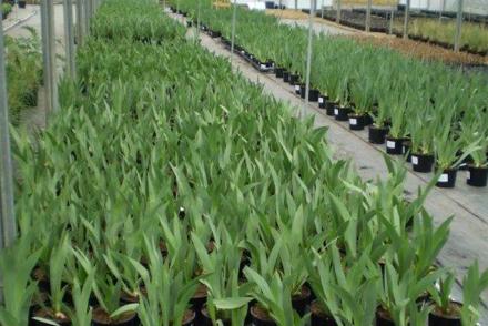 Plant Heritage peat statement
