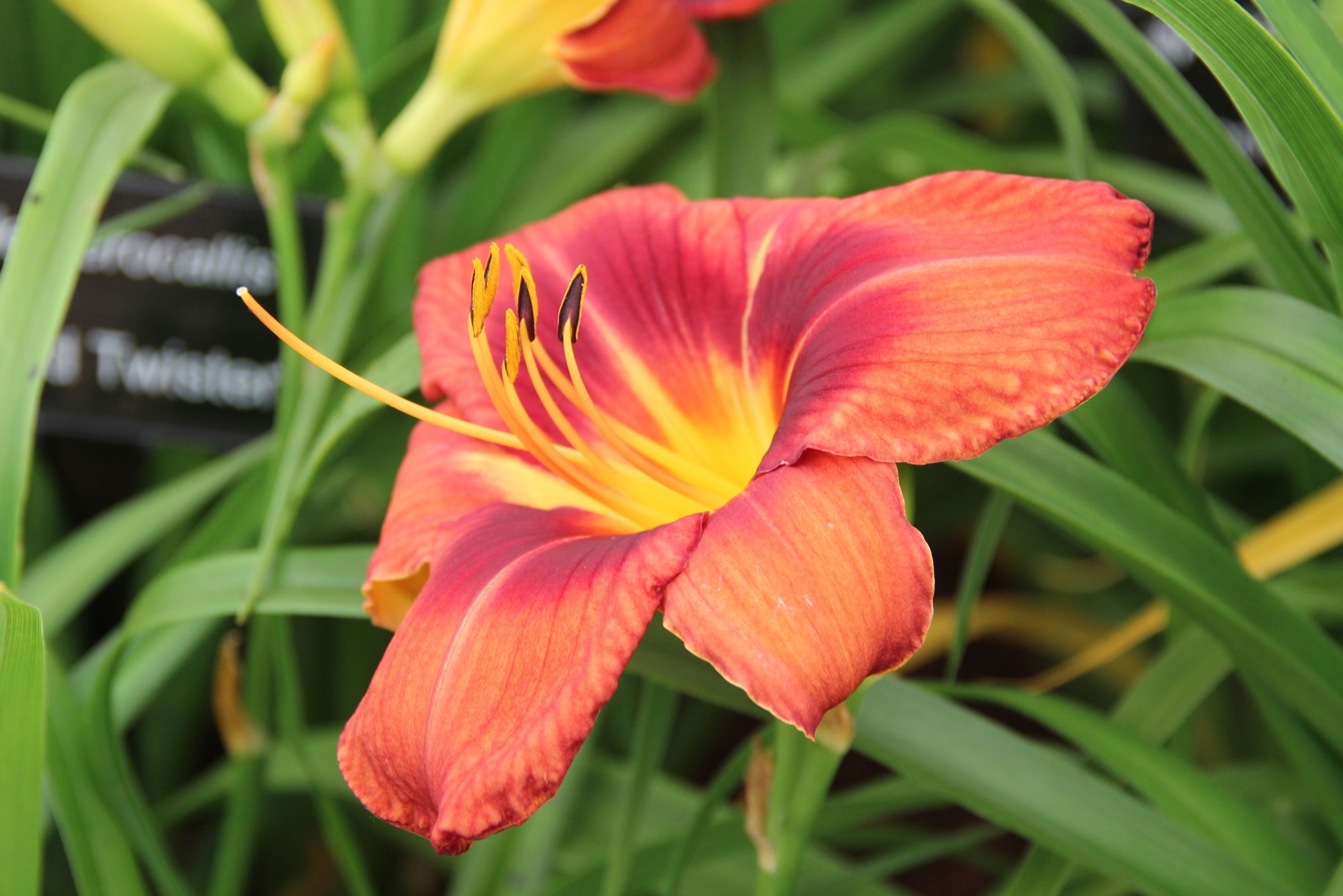 Hemerocallis ' Redneck Riviera'