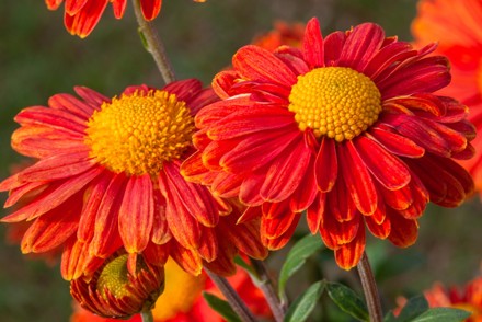 Plant Heritage calls for threatened plants to be entered into a new competition, with the winner crowned at RHS Hampton Court Palace Garden Festival in July