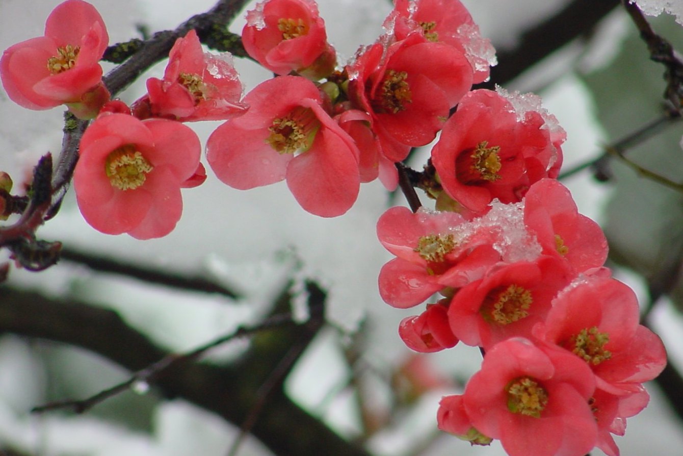 Chaenomeles sp in snow