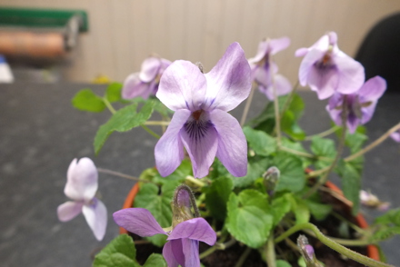 <p><em>Viola</em> 'Madeleine Mary Groves'</p>