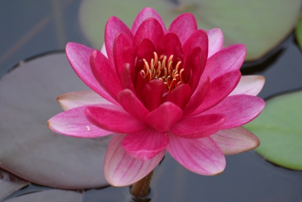 <p>A<em> Nymphaea </em>National Collection held by Bennets Water Garden in Dorset:<em>Nymphaea </em>'Perry's Baby Red'</p>