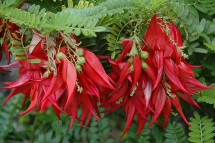 <p>A<em> Clianthus </em>&amp; <em>Sutherlandii </em>National Collection is overseen by Gaby Reynolds</p>