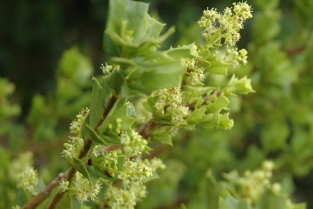 <p>One of the four National Plant Collections held at Logan Botanic Garden in Port Logan:<em> Griselinia jodinifolia</em></p>
