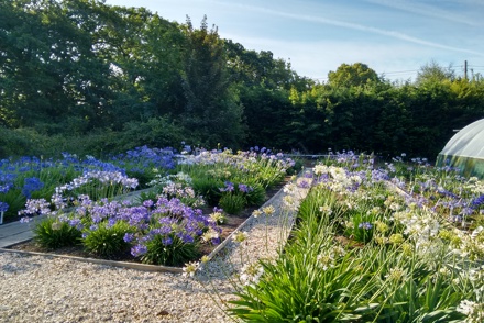 <p><em>Agapanthus</em> Collection beds at Fairweathers Nursery in Hampshire </p>