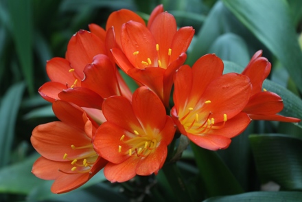 <p>‭A <em>Clivia</em> National Collection is held by June James:<em> Clivia miniata</em> ‘Hugletts Red Starburst’</p>