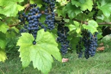 <p>A Vitis vinifera &amp; hybrids (hardy inc dessert &amp; wine) thrives in Herefordshire at Sunnybank Vine Nursery</p>