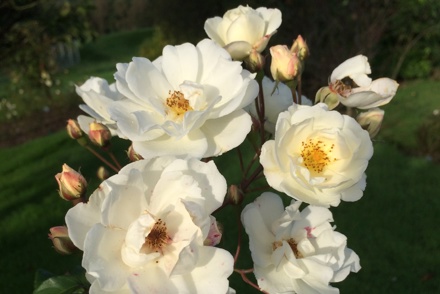 <p>Rosa (Hybrid Musk intro by Pemberton & Bentall 1912-1939) held in the National Plant Collection at Dutton Hall</p>