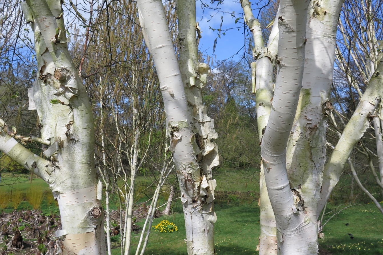 Betula utilus var Jacquemontii