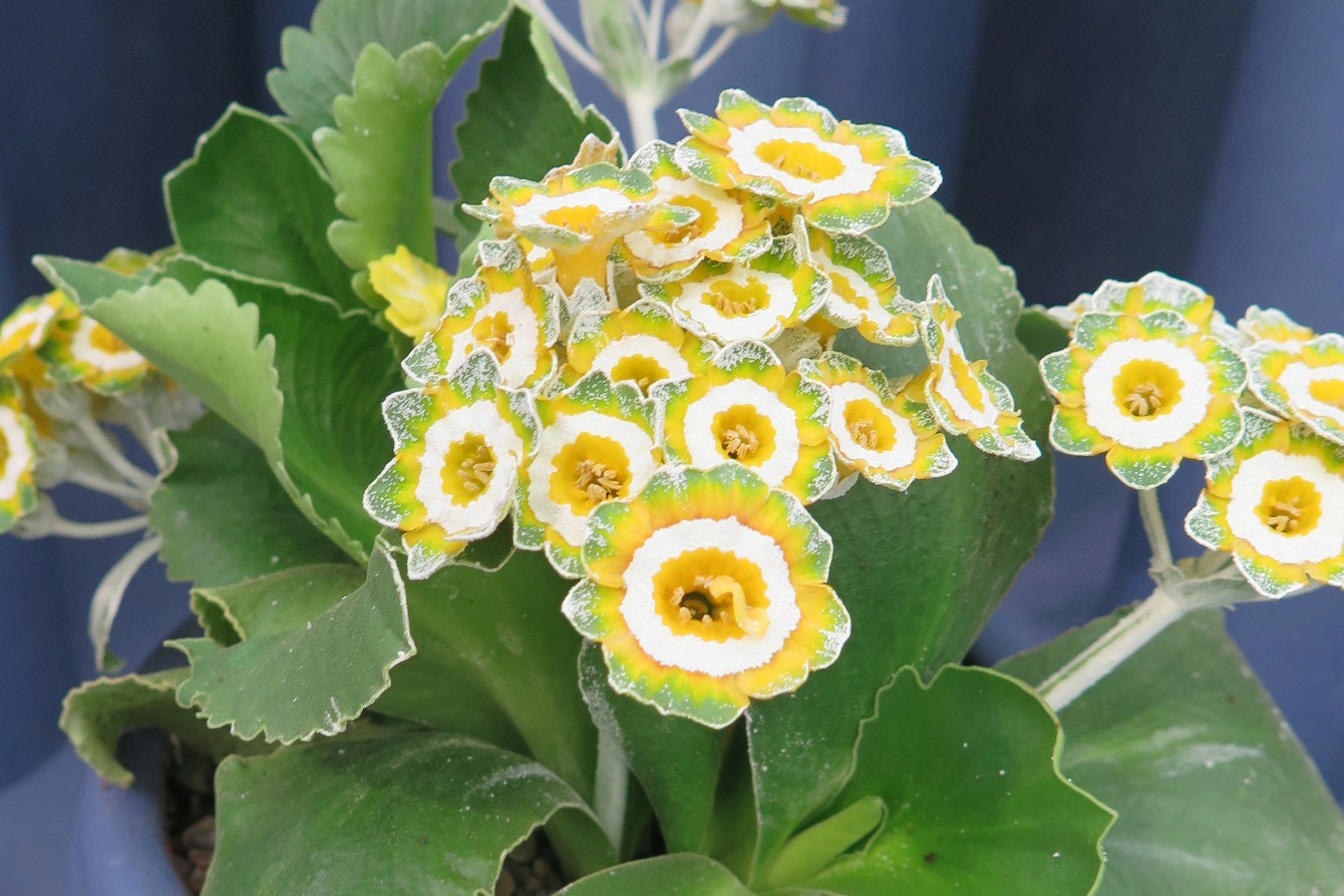 Primula auricula 'Nantenan' cc gg Plant Heritage