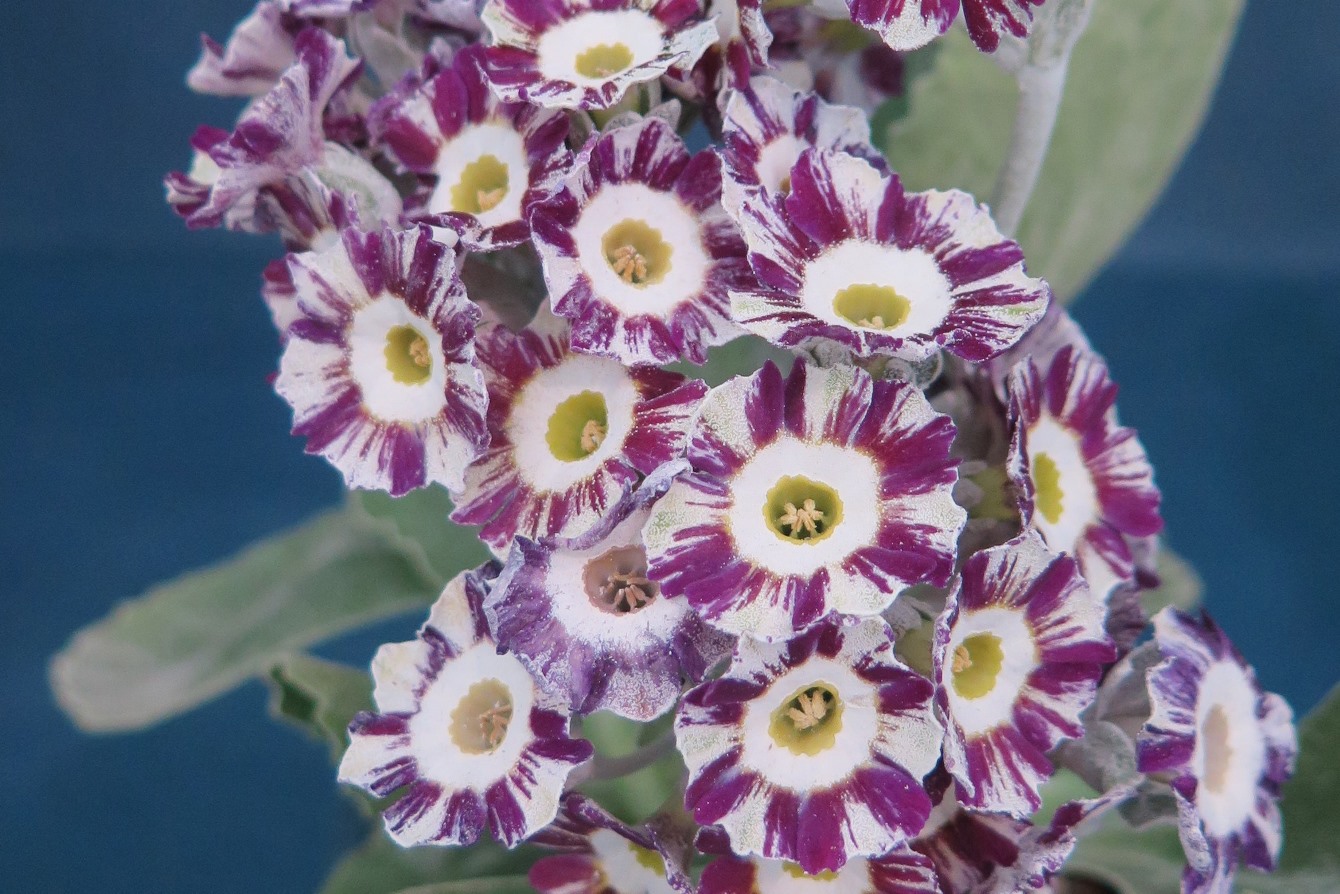 Primula 'Regency Emperor' - cc GG Plant Heritage 1