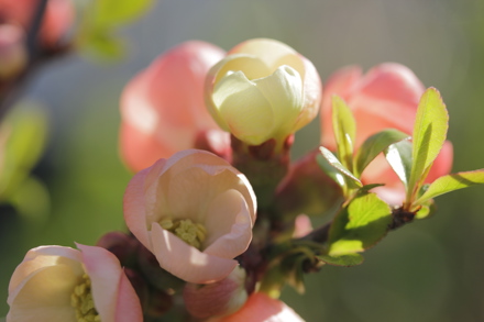 Chaenomeles x superba 'Pink Trail'