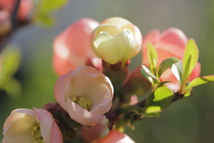 <p><em>Chaenomeles </em>x <em>superba</em> 'Pink Trail'</p>