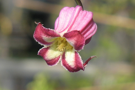 Clematis Ginny from the Viorna Group cc Richard Hodson