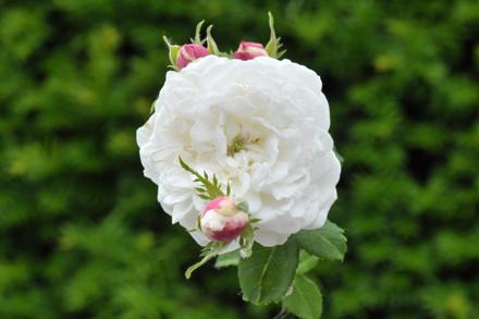 Rosa Armide, bred by Vibert in 1817 (Richard Rix)