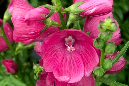 Sidalcea 'Brilliant' copyright Stella Exley