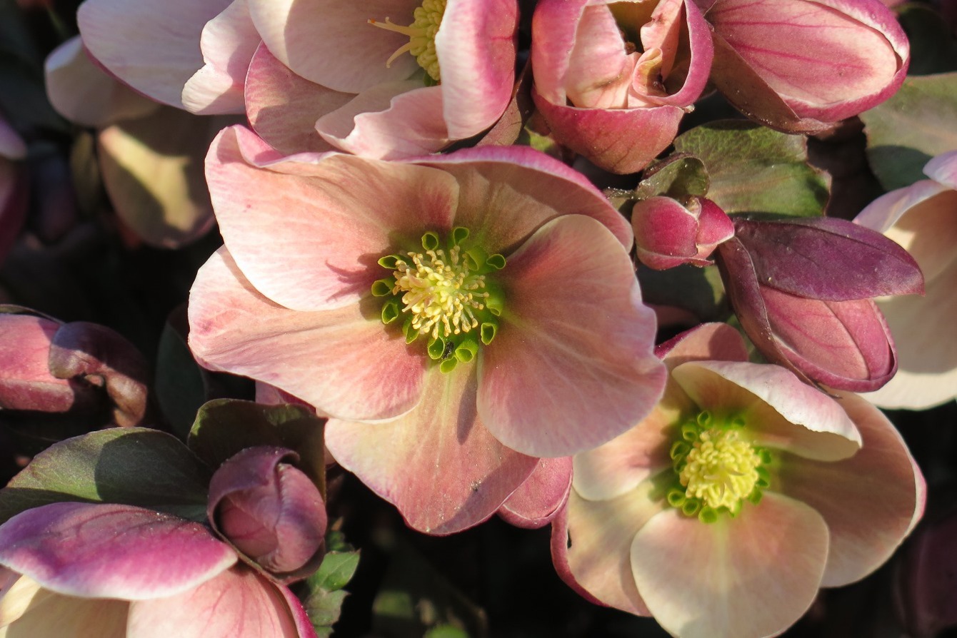 Helleborus 'Pink Frost cc GG Plant Heritage