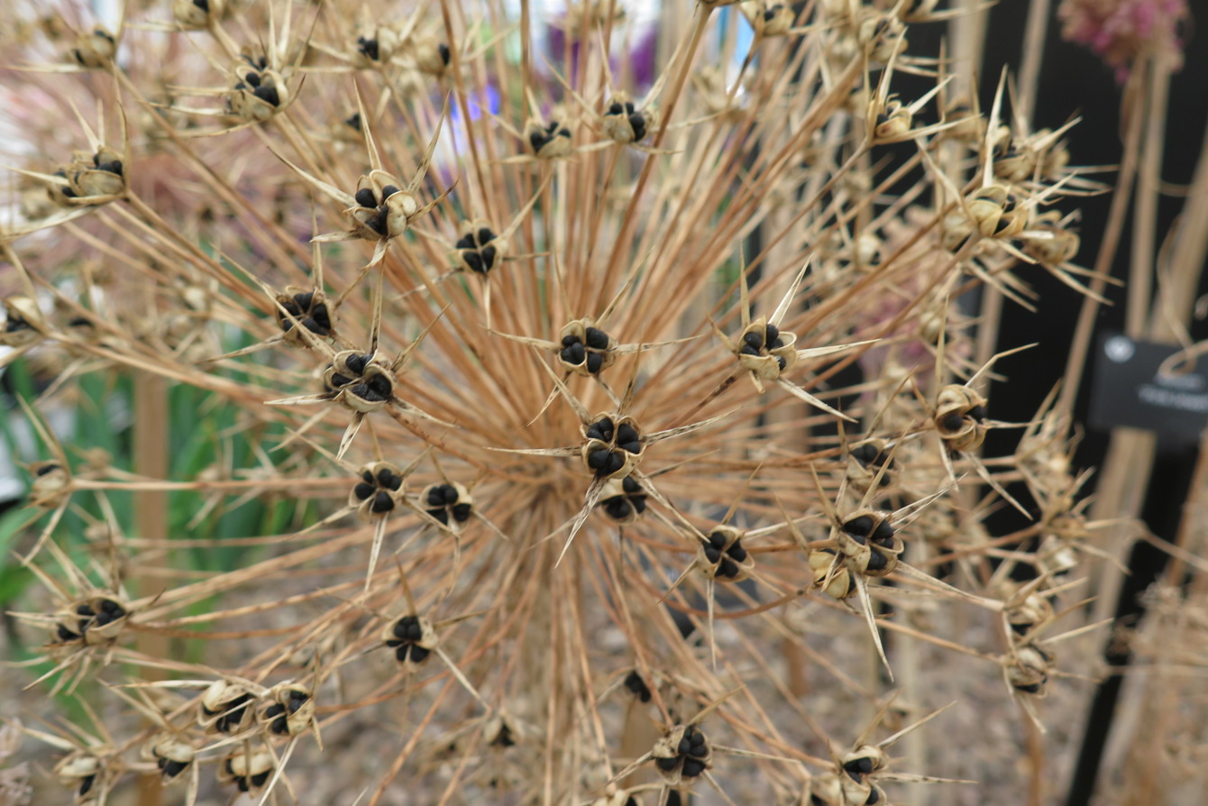 Allium seed head