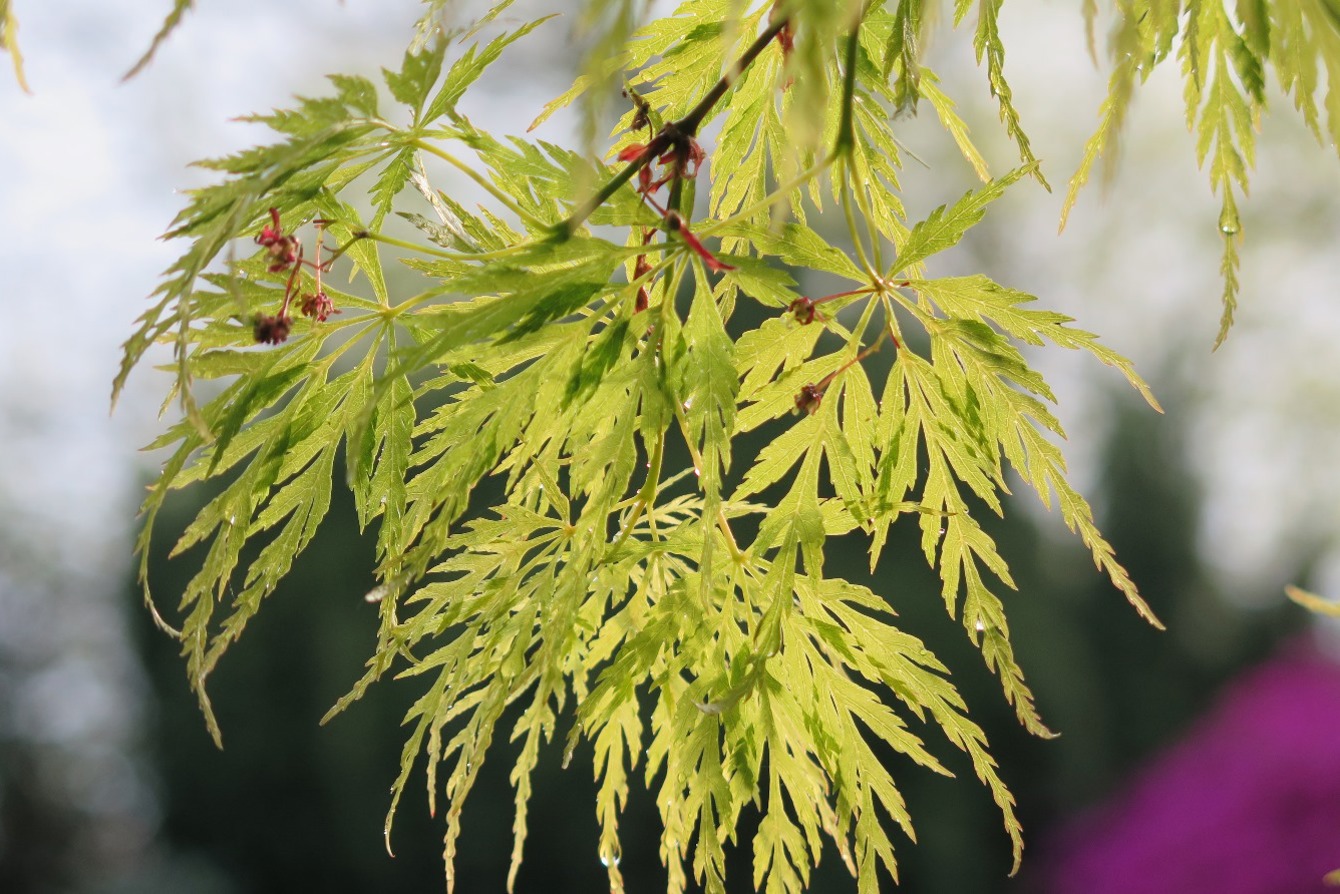 Gerenal tree image