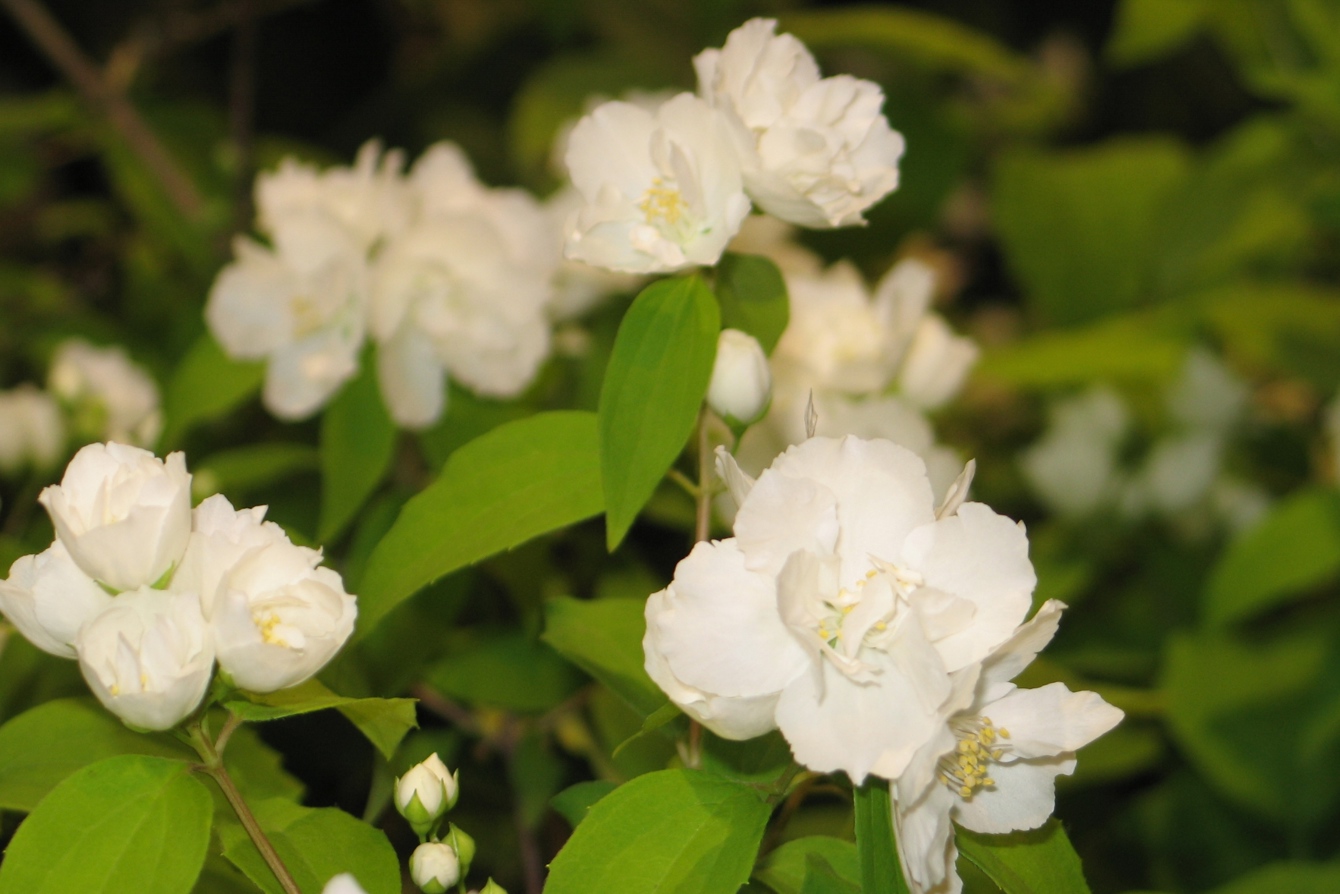 Philadelphus 'Enchantement'