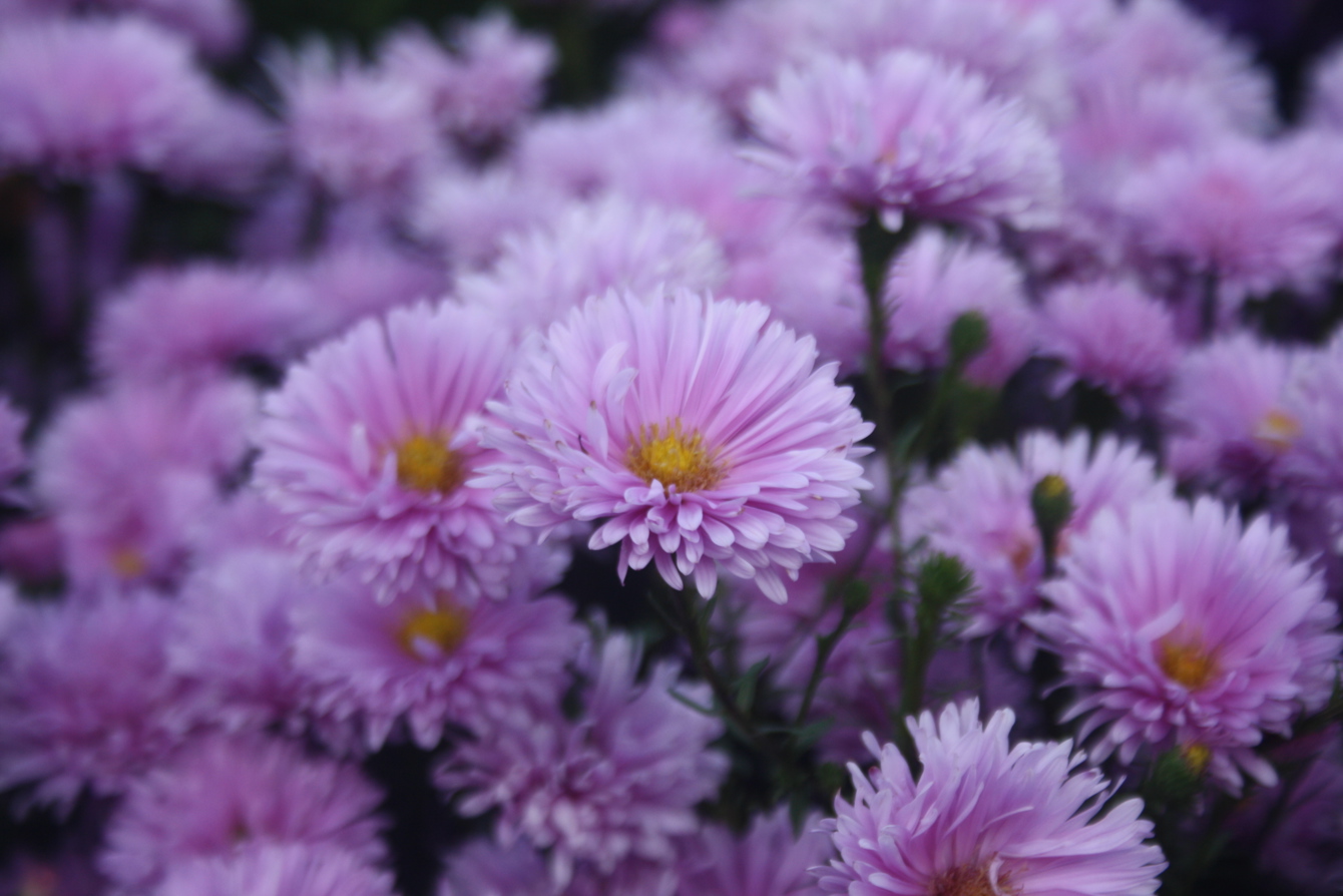 Symphyotrichum novi-belgii syn. Aster 'Coombe Margaret'