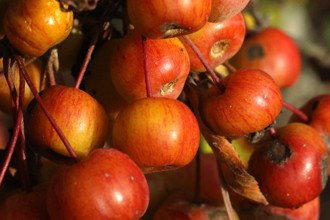 Malus 'Evereste' II VC Harlow Carr 11 2019 Cc Plant Heritage