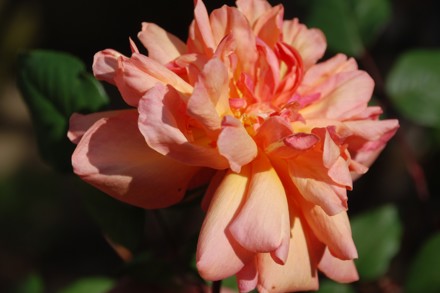 Rosa 'Sou.De Gilbert Nabonnand' © Radiante XIX
