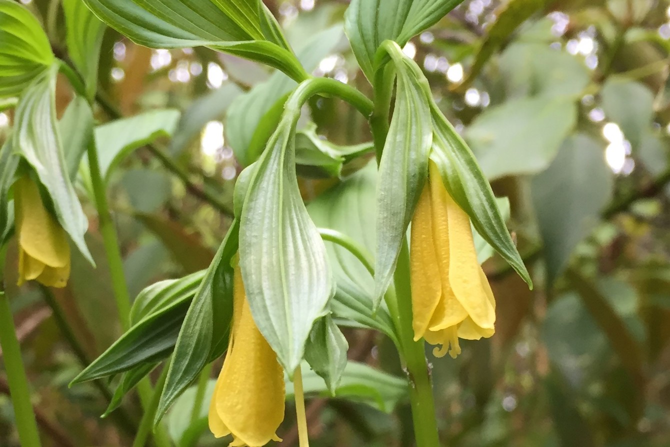 Disporum Uniflorum Cc H Chen