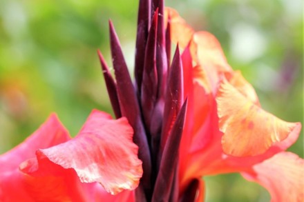 Canna De Compressed