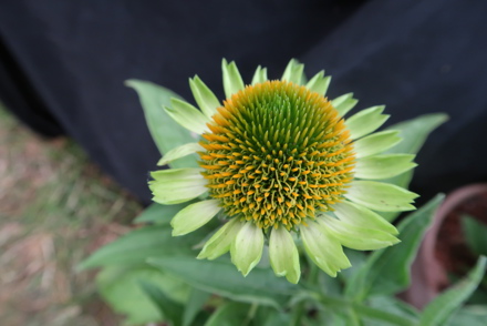 Plant Heritage launches pollinator friendly Missing Genera 2023 campaign 