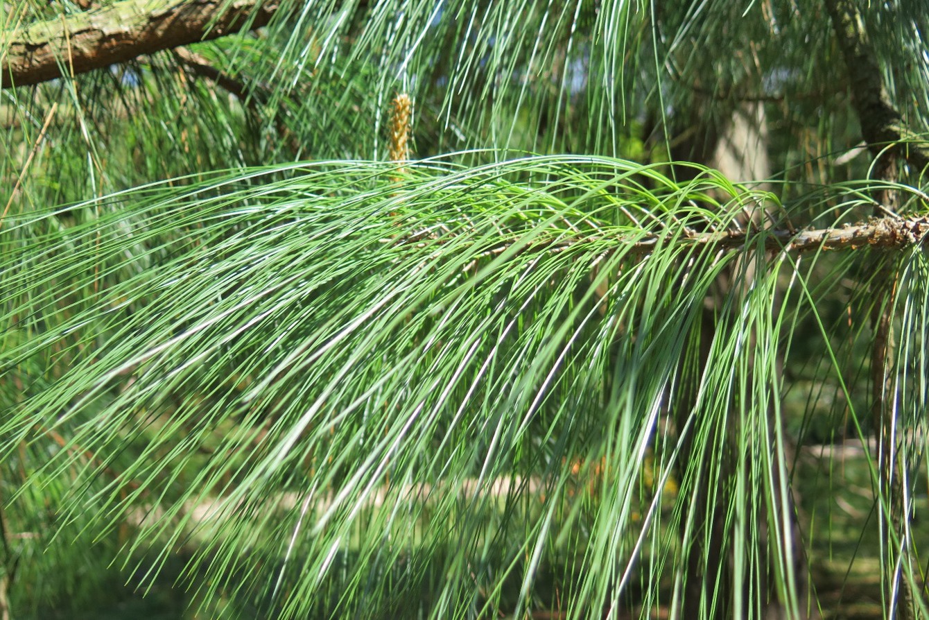 General tree pinus image